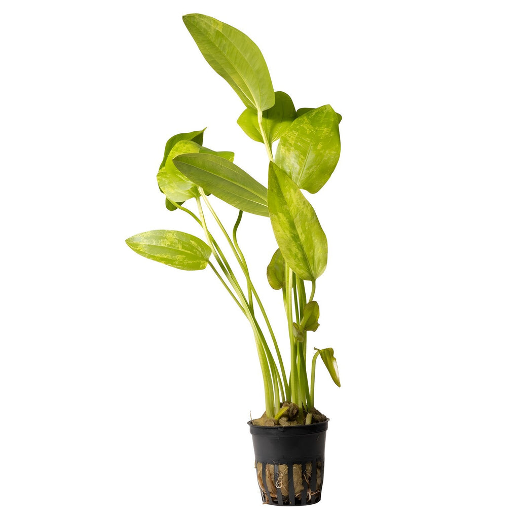 Echinodorus cordifolius 'Tropica Marble Queen'