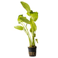 Echinodorus cordifolius 'Tropica Marble Queen'