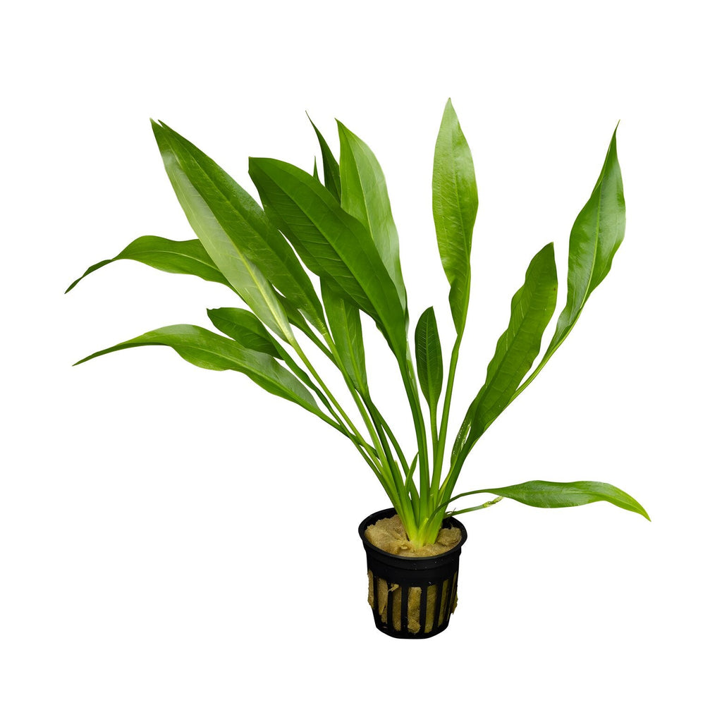 Echinodorus parviflorus 'Tropica'