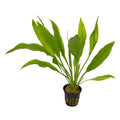 Echinodorus parviflorus 'Tropica'