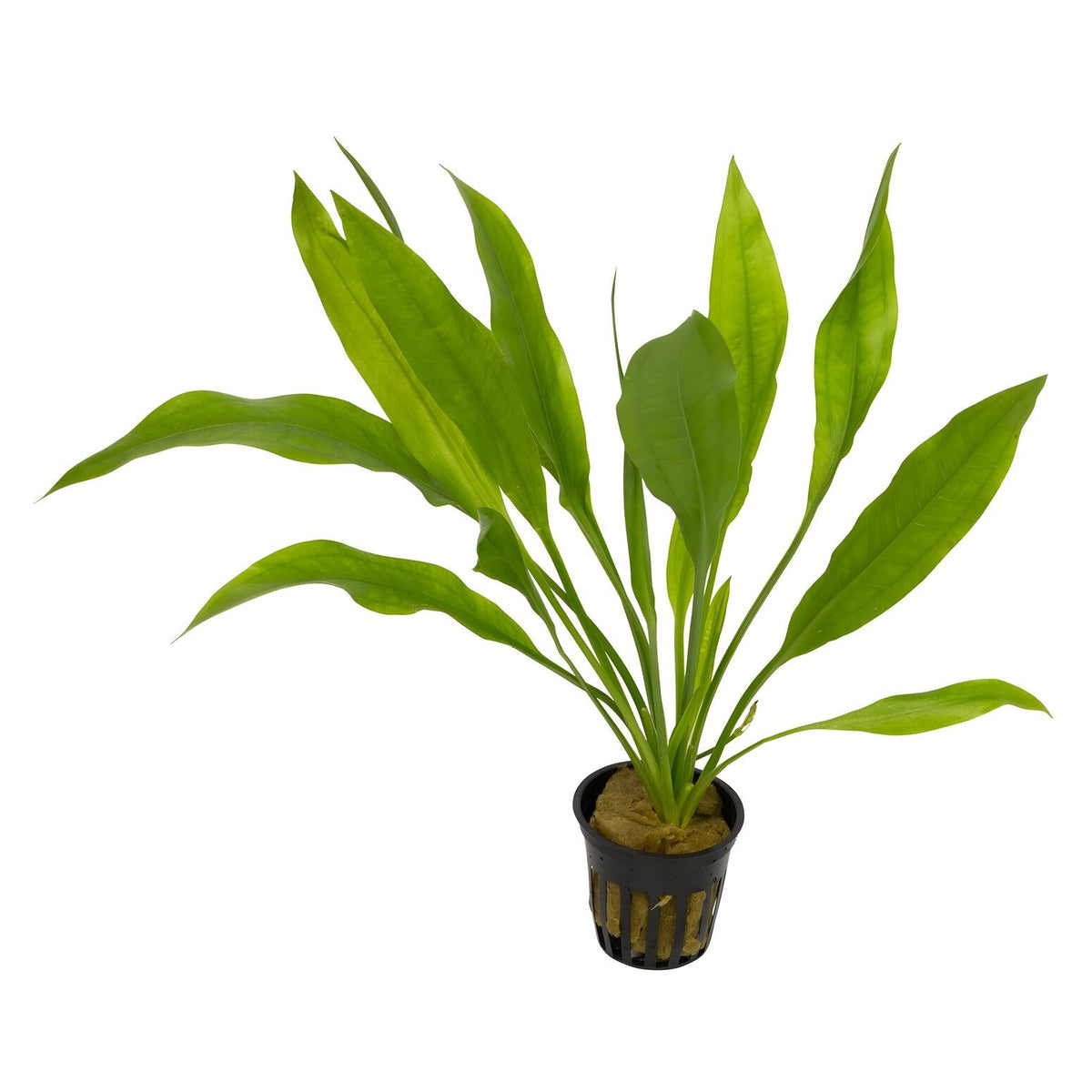 Echinodorus parviflorus 'Tropica'