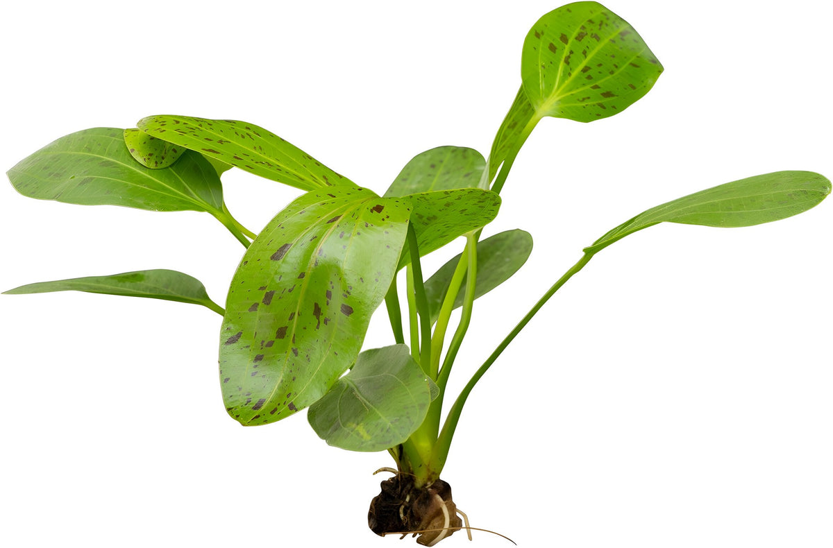 Echinodorus 'Ozelot'