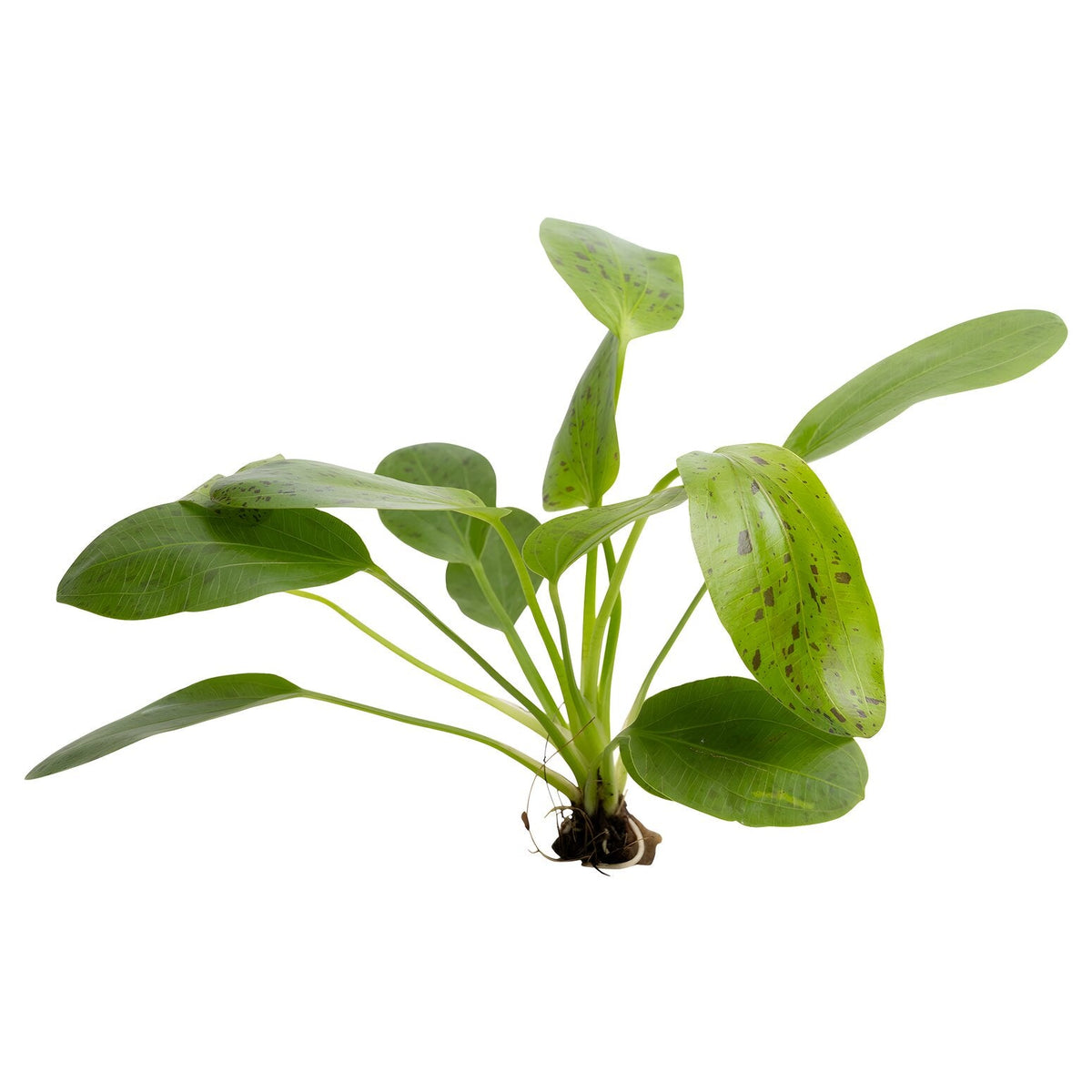 Echinodorus 'Ozelot'-green