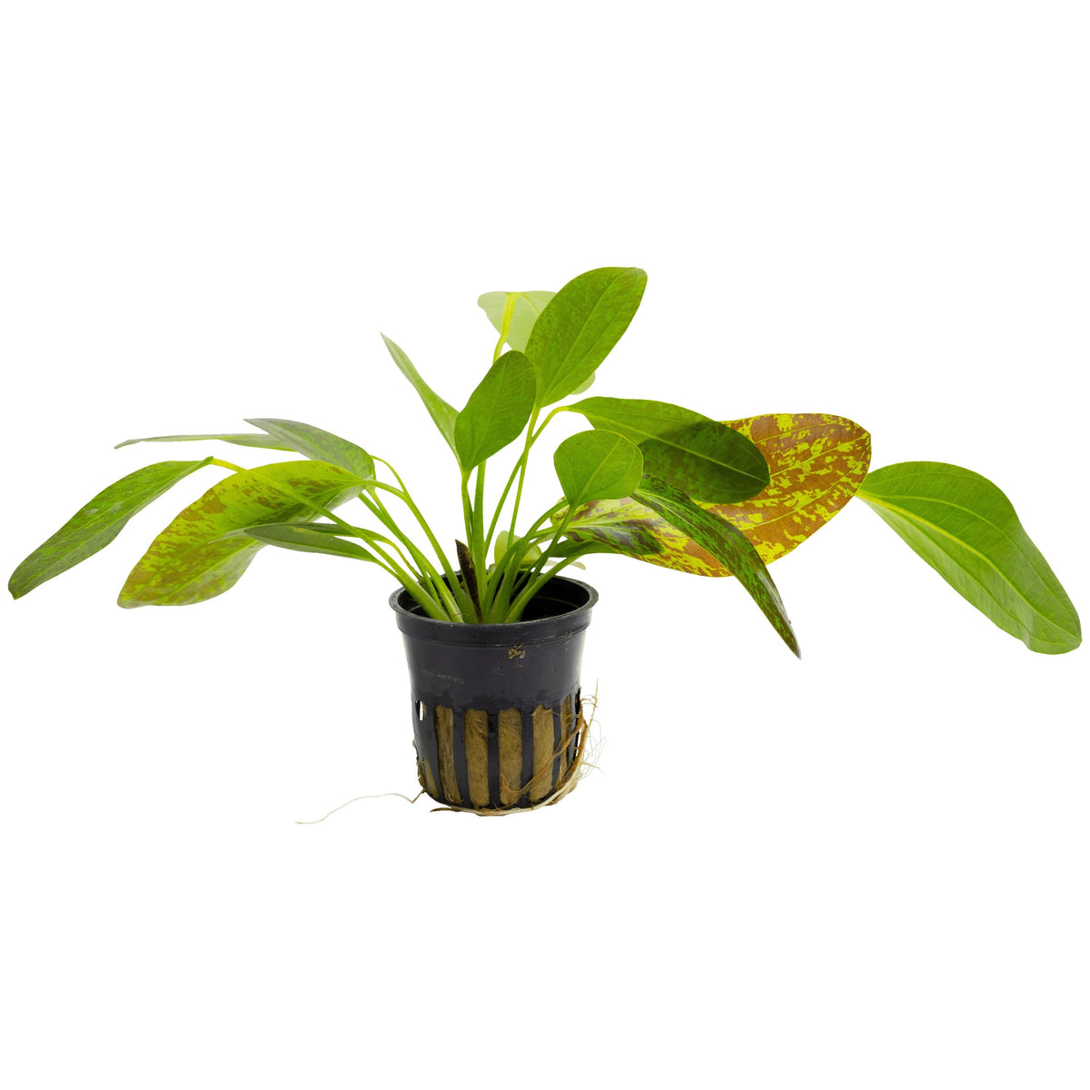 Echinodorus 'Ozelot'-green
