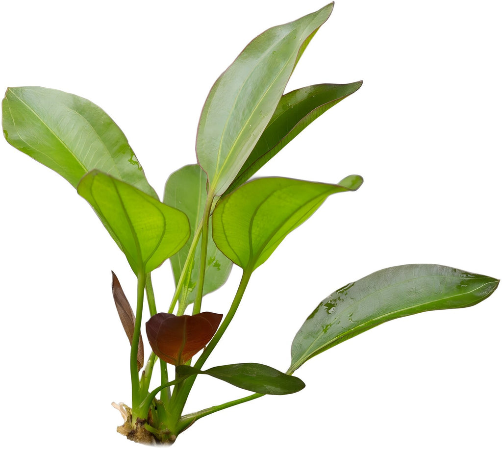Echinodorus osiris