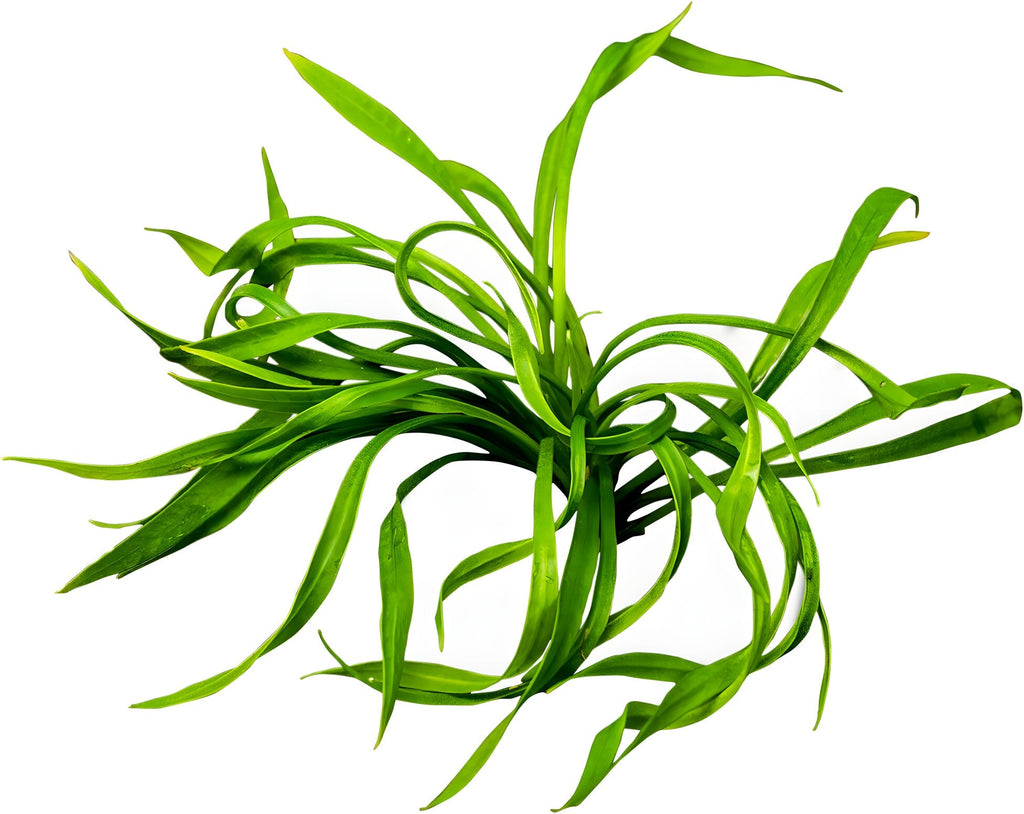 Helanthium bolivianum 'Vesuvius'