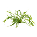 Helanthium bolivianum 'Vesuvius'