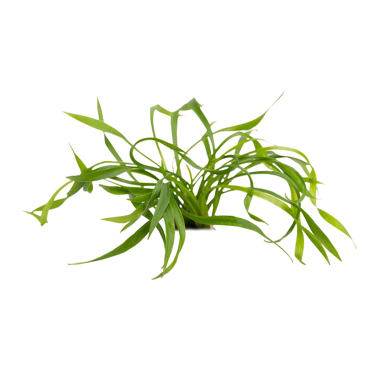 Helanthium bolivianum 'Vesuvius'