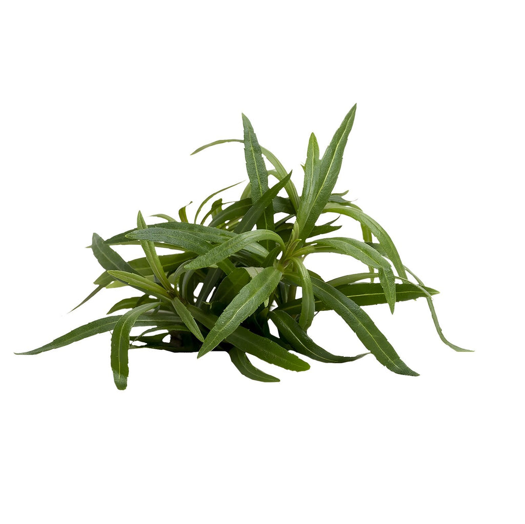 Pogostemon stellata