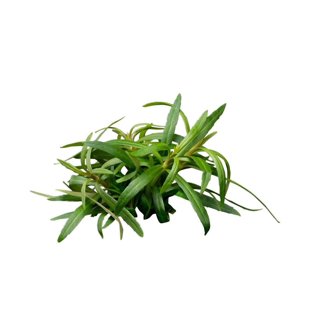 Pogostemon stellata
