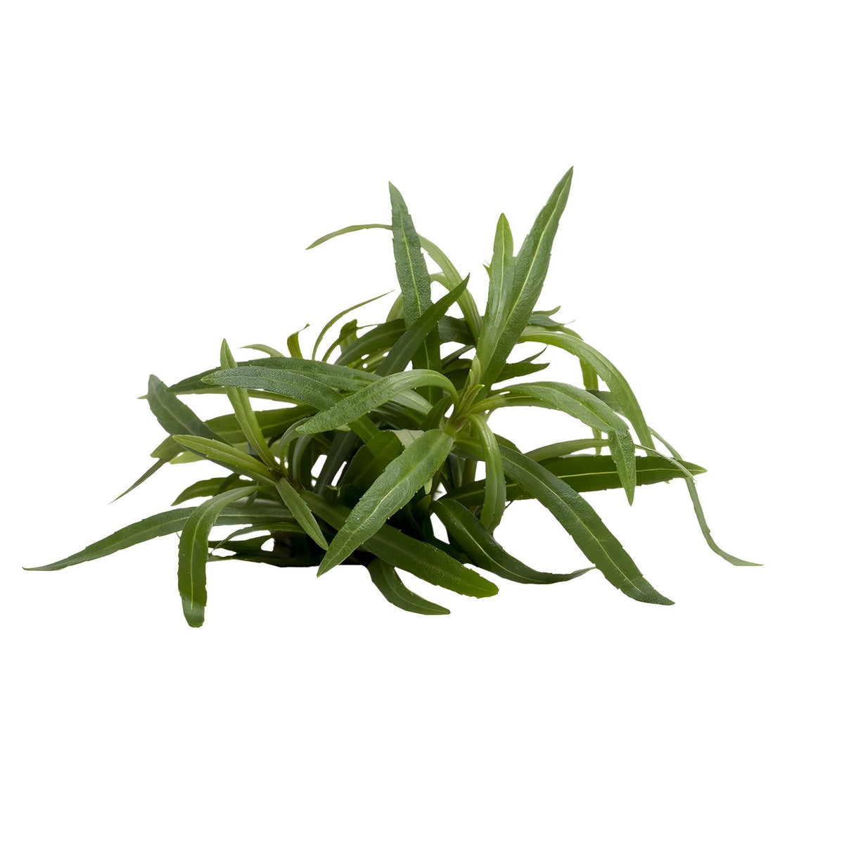 Pogostemon stellata