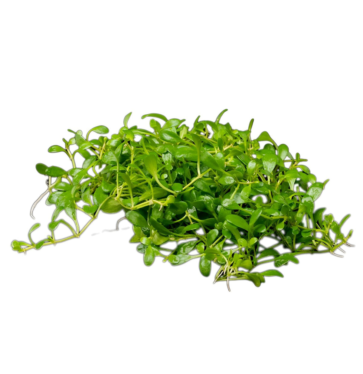 Glossostigma elatinoides