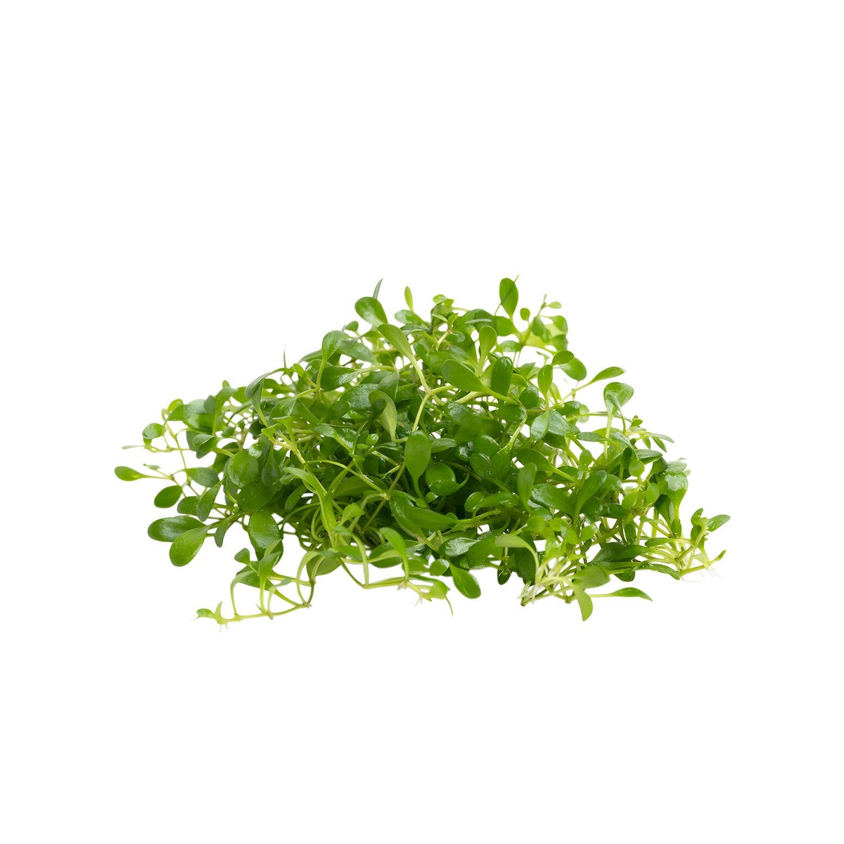 Glossostigma elatinoides