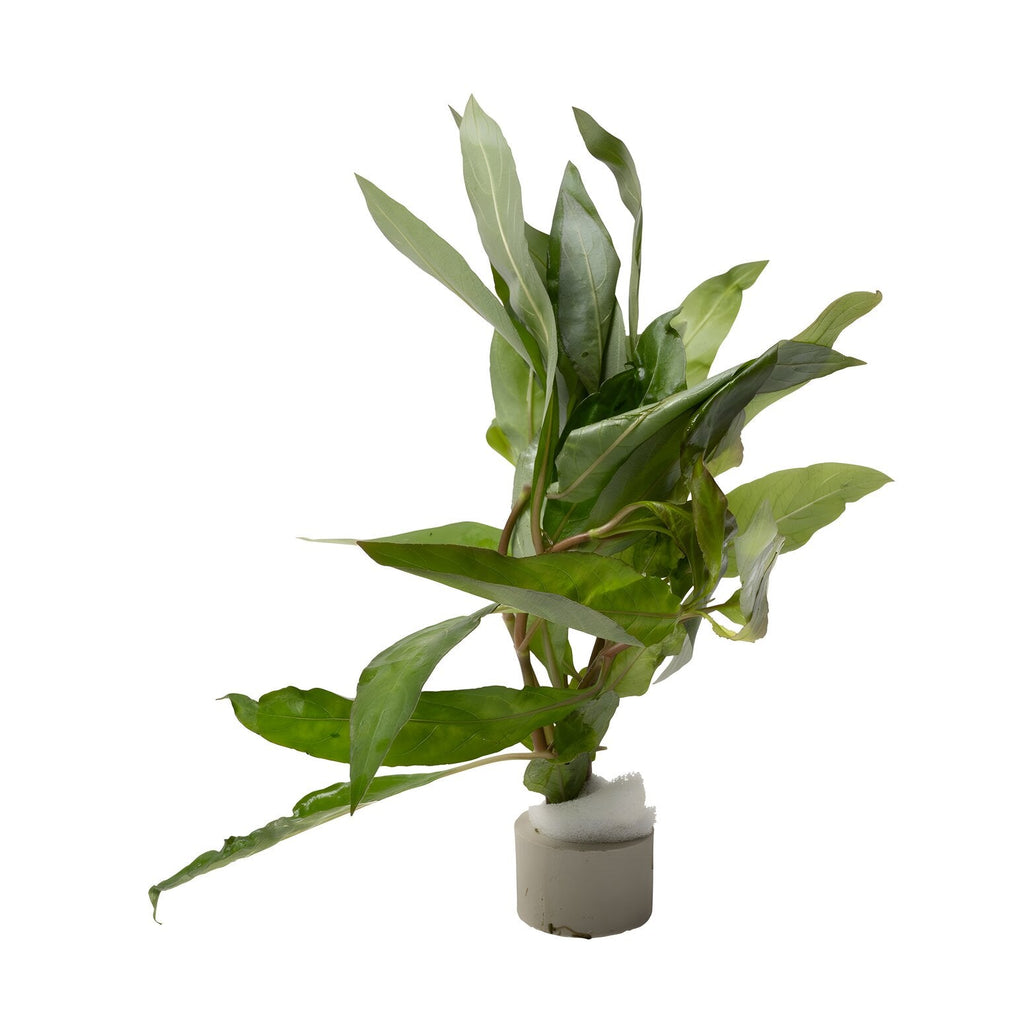 Hygrophila corymbosa var. siamensis