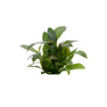 Hygrophila corymbosa var. siamensis
