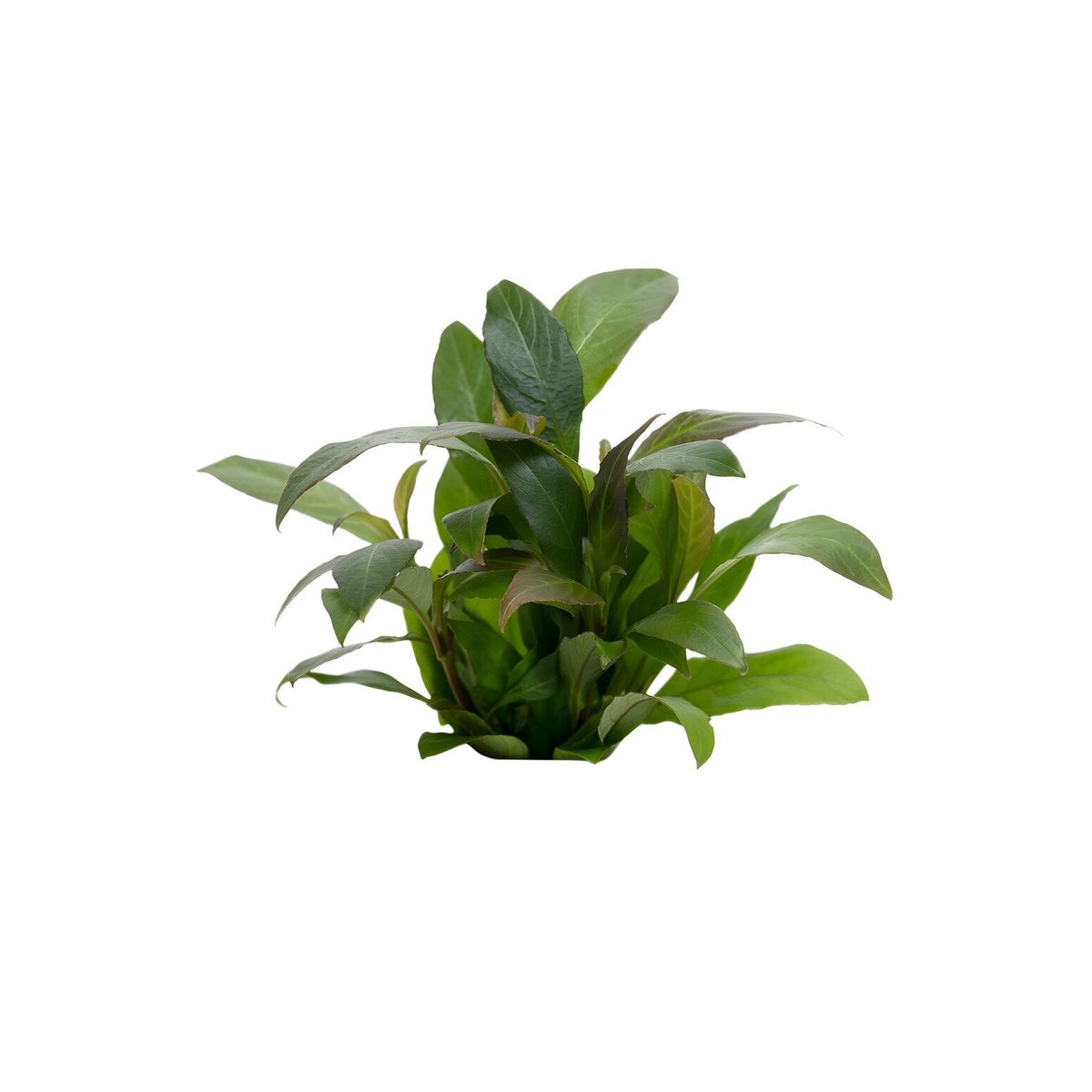 Hygrophila corymbosa var. siamensis