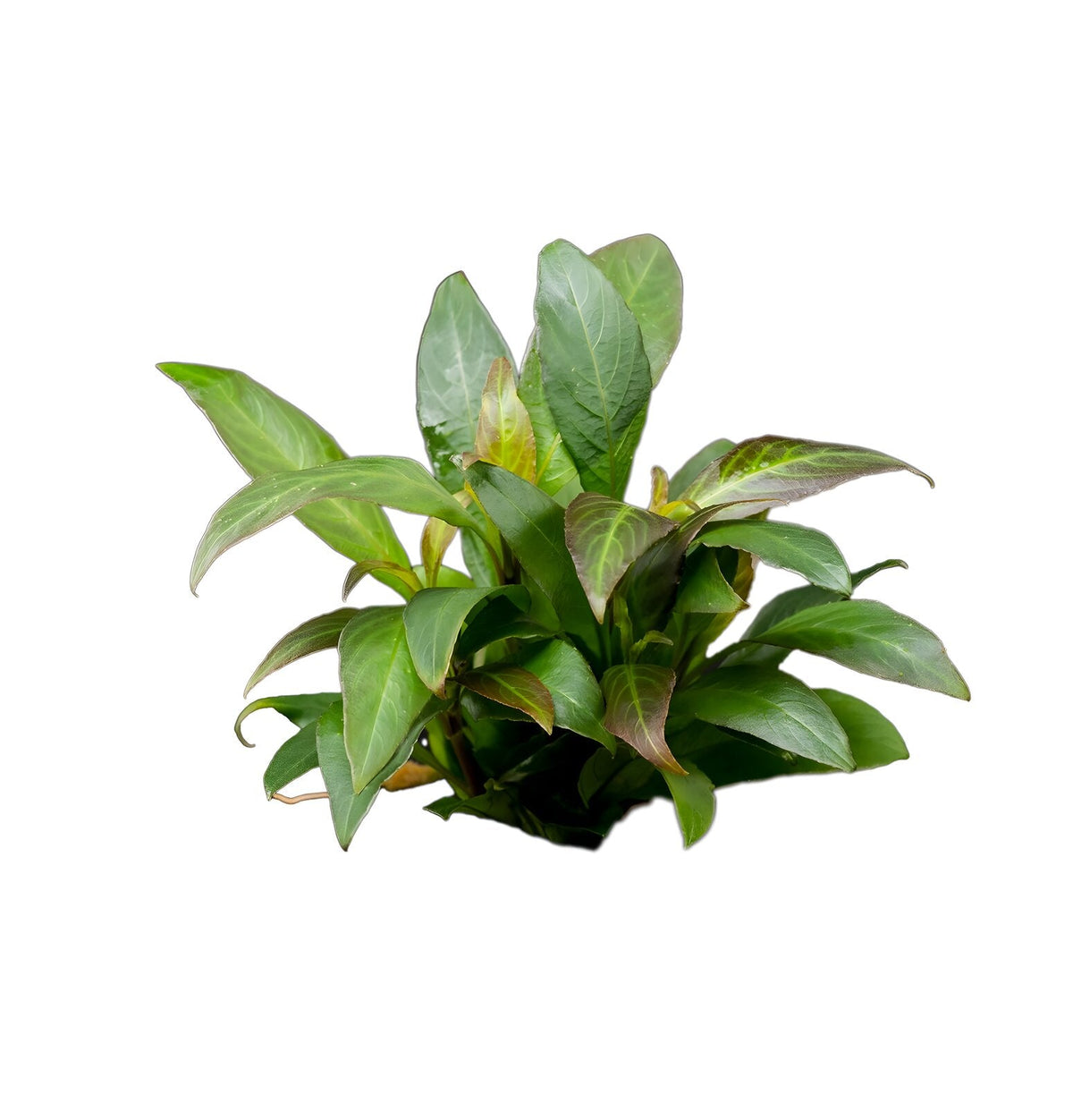 Hygrophila corymbosa var. siamensis