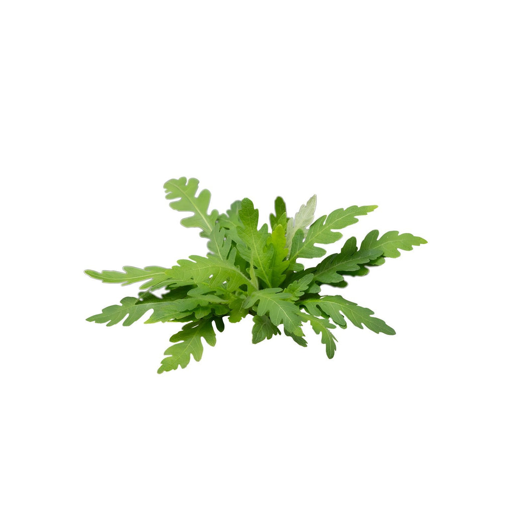 Hygrophila pinnatifida