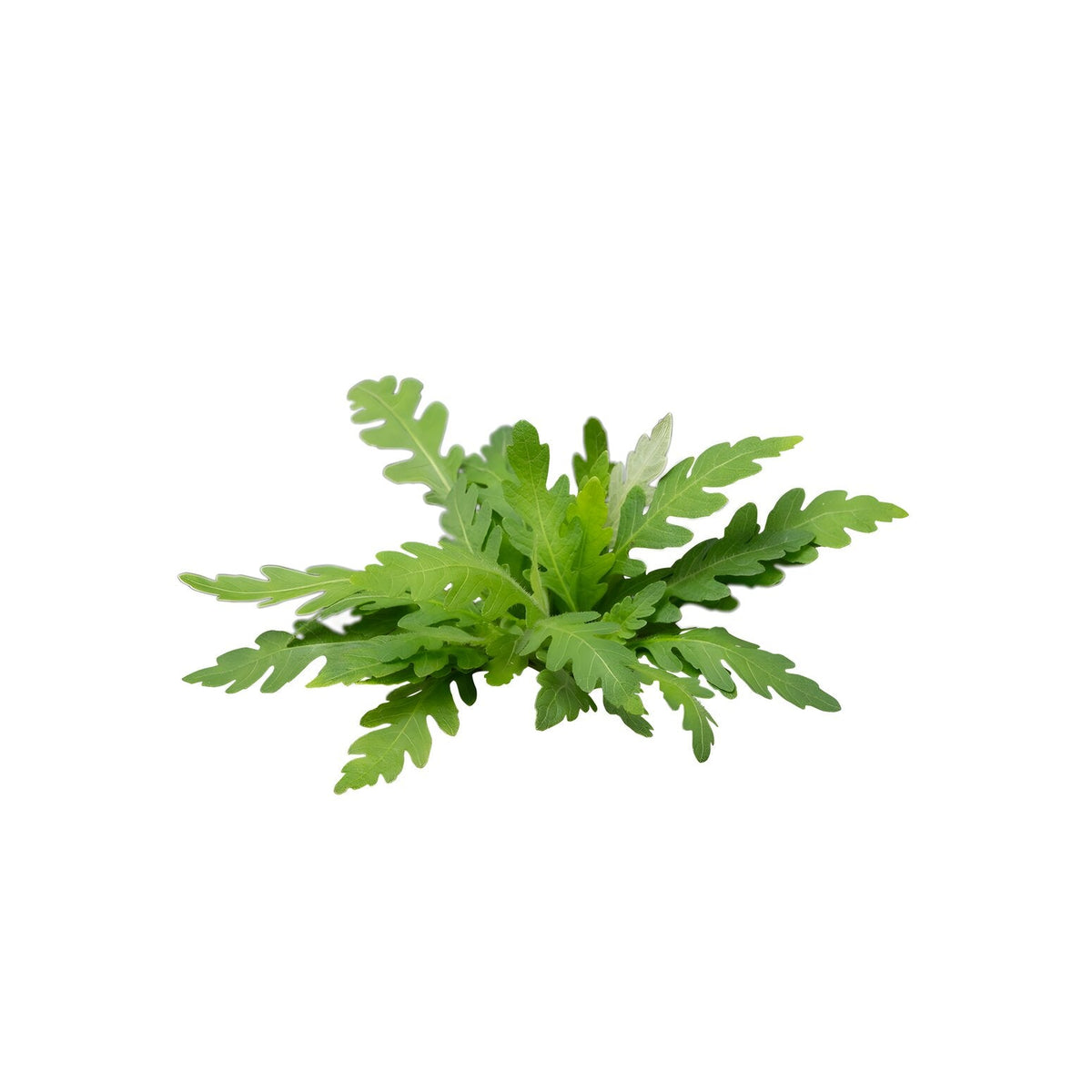 Hygrophila pinnatifida