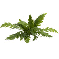 Hygrophila pinnatifida