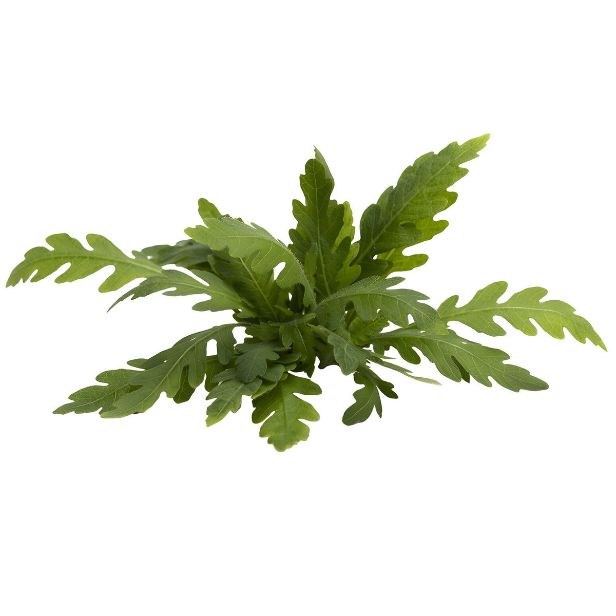 Hygrophila pinnatifida