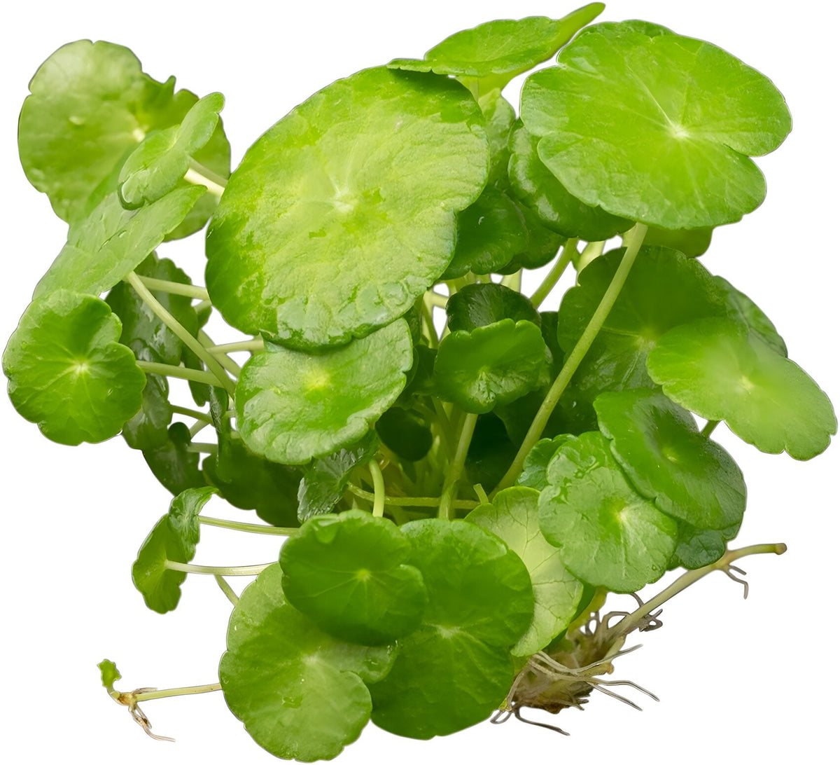 Hydrocotyle verticillata
