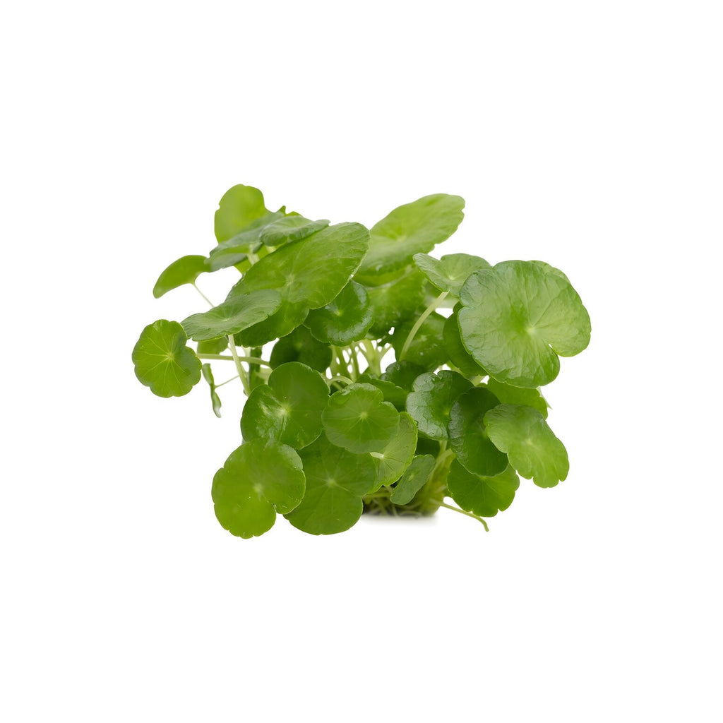 Hydrocotyle verticillata