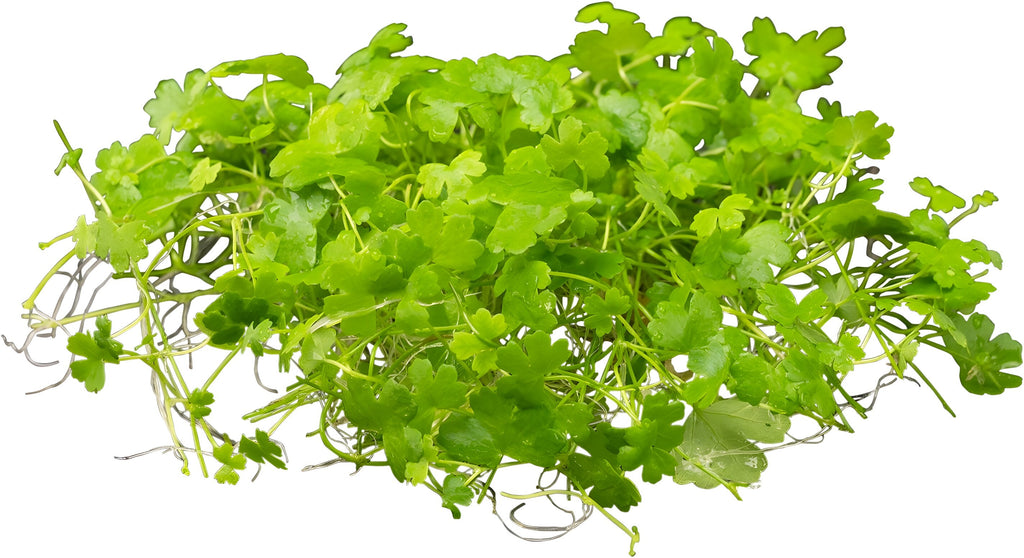 Hydrocotyle tripartita