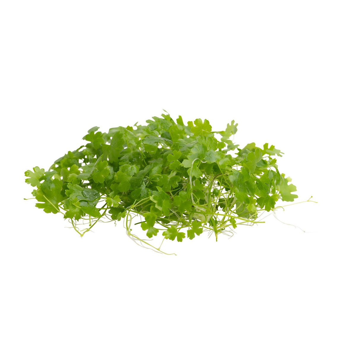 Hydrocotyle tripartita
