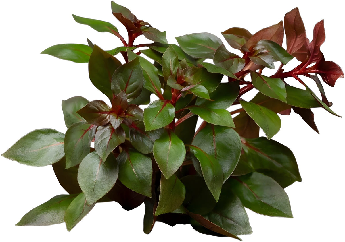 Ludwigia repens Super Red