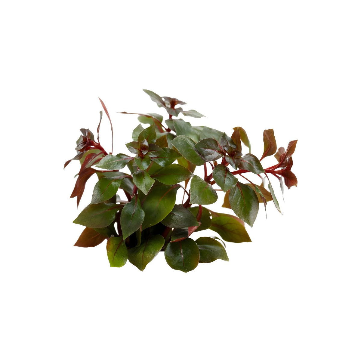 Ludwigia repens Super Red
