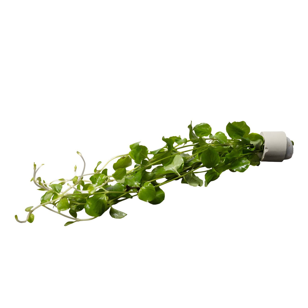Lysimachia nummularia