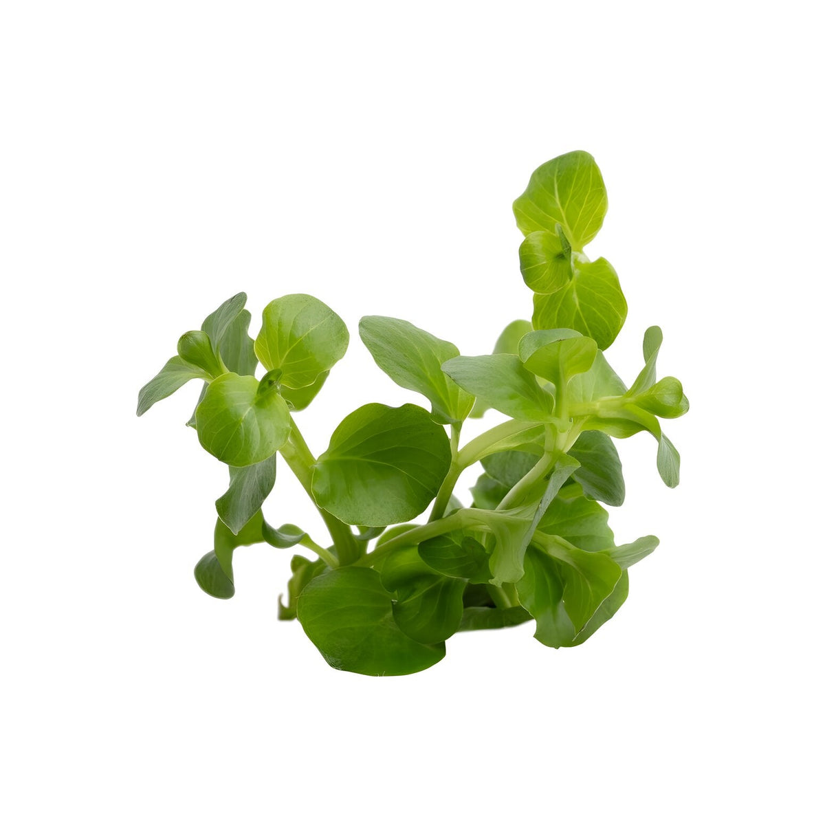 Lysimachia nummularia