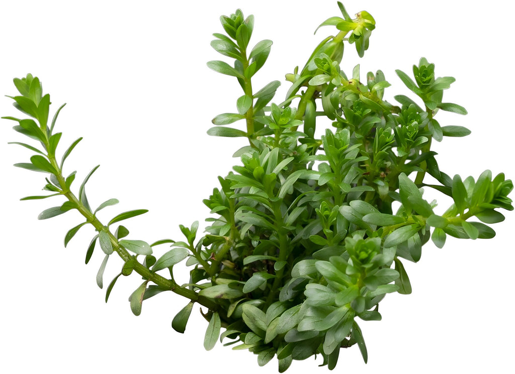 Rotala najean
