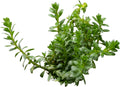 Rotala najean