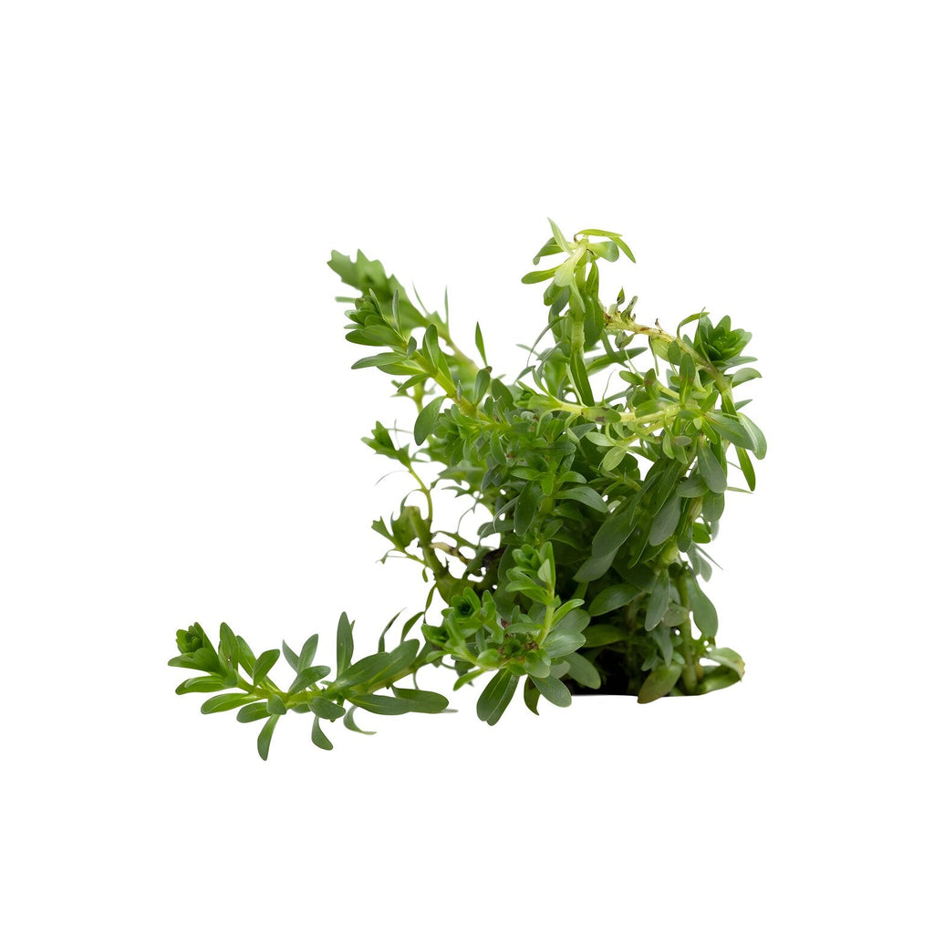 Rotala najean