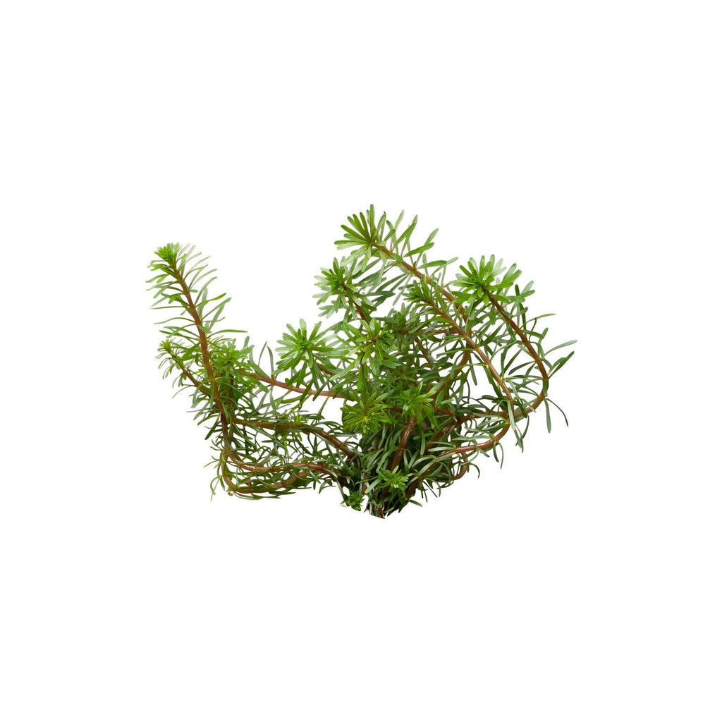 Rotala wallichii