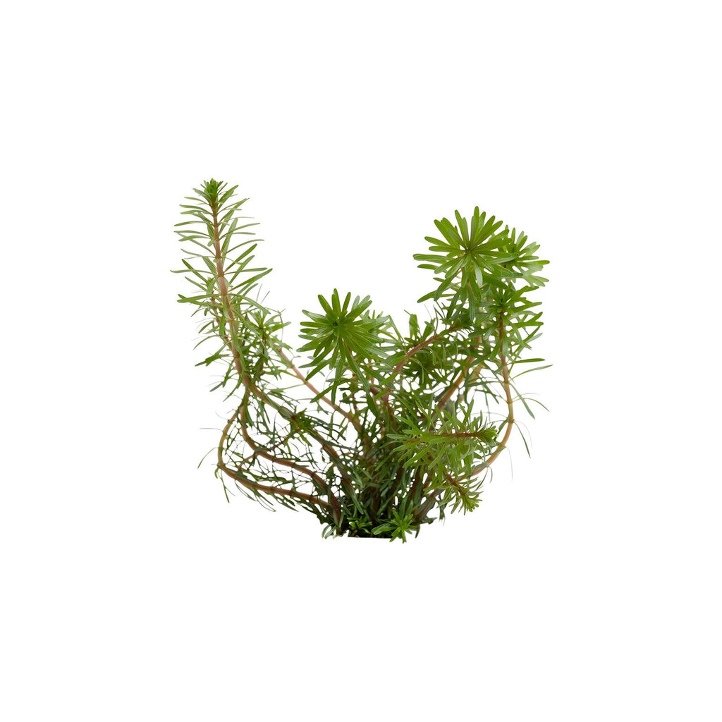 Rotala wallichii