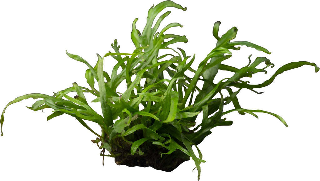 Microsorum pteropus sp. 'Trident'
