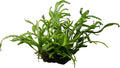 Microsorum pteropus sp. 'Trident'