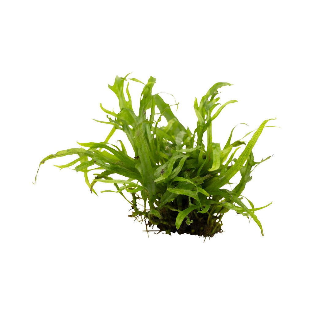 Microsorum pteropus sp. 'Trident'