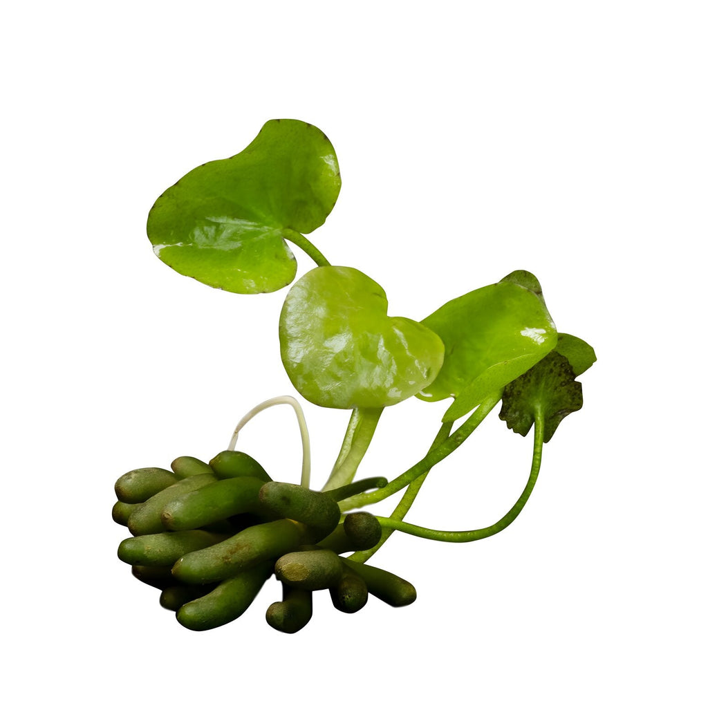 Nymphoides aquatica