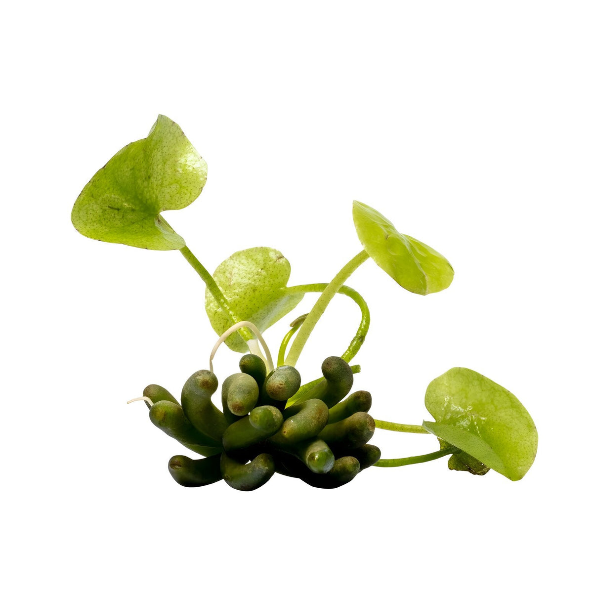 Nymphoides aquatica