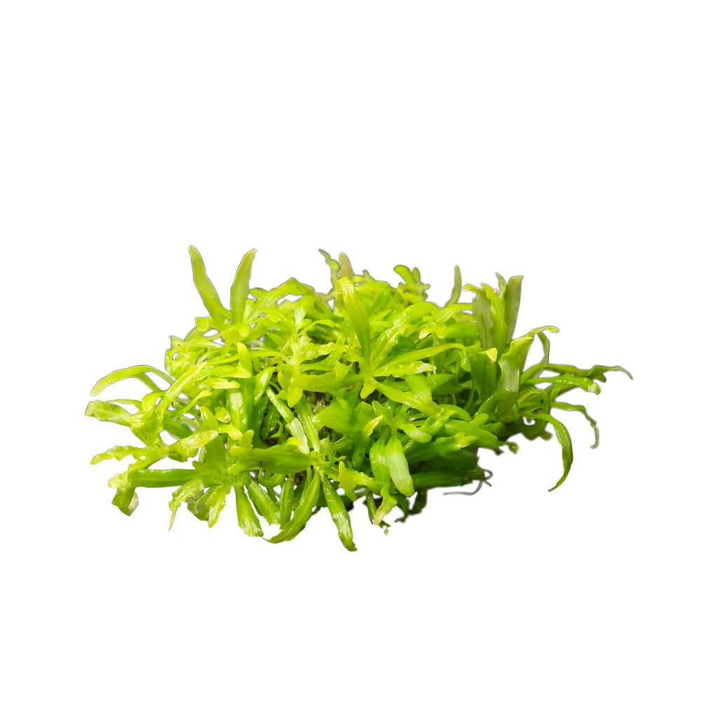 Pogostemon helferi
