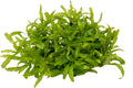 Pogostemon helferi