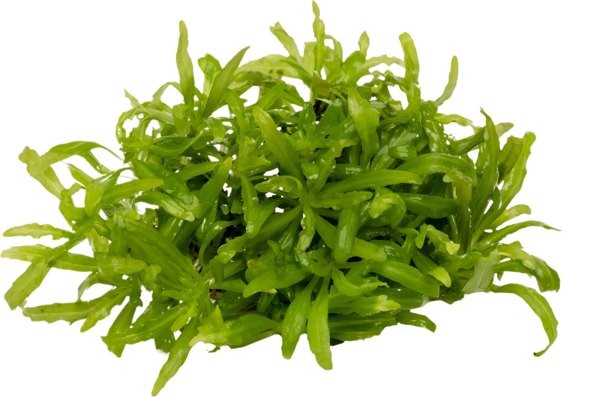 Pogostemon helferi