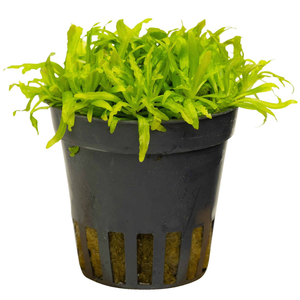 Pogostemon helferi
