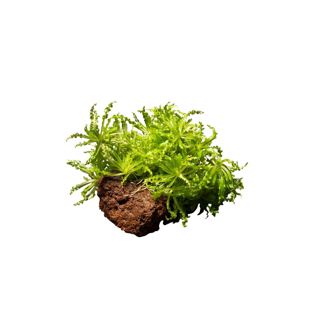 Pogostemon helferi