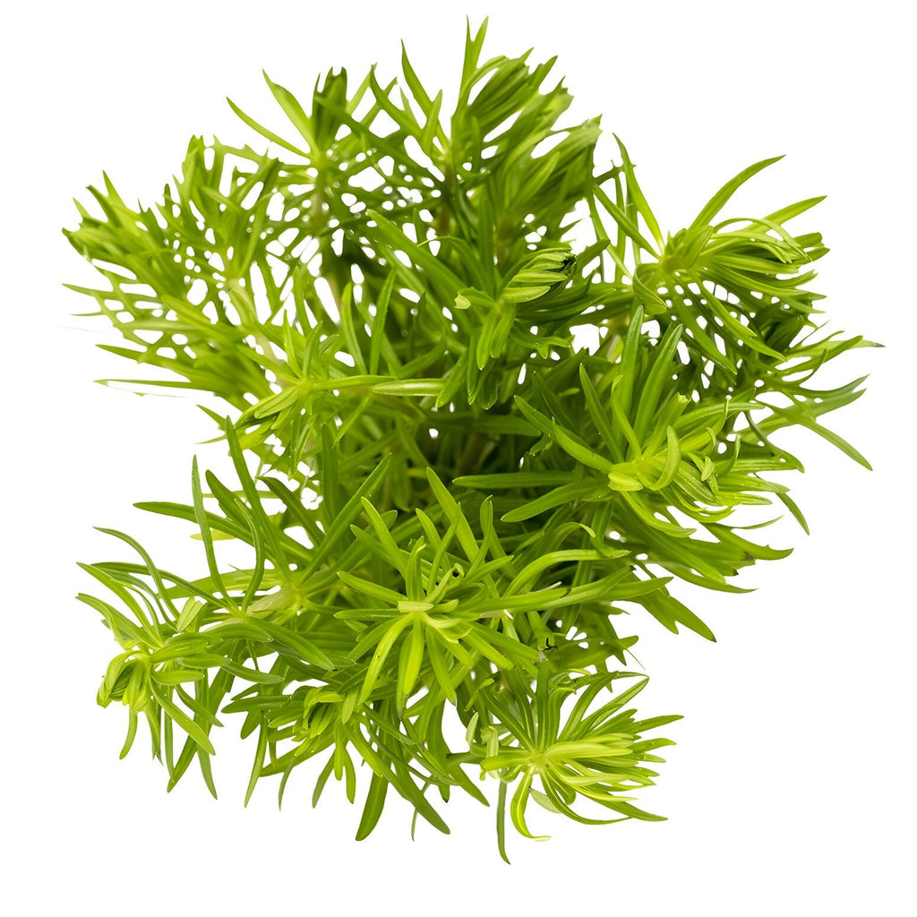 Pogostemon erectus