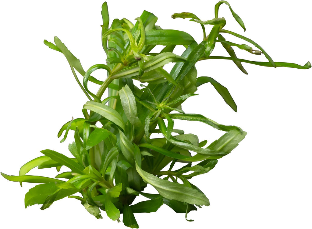Pogostemon quadrifolius
